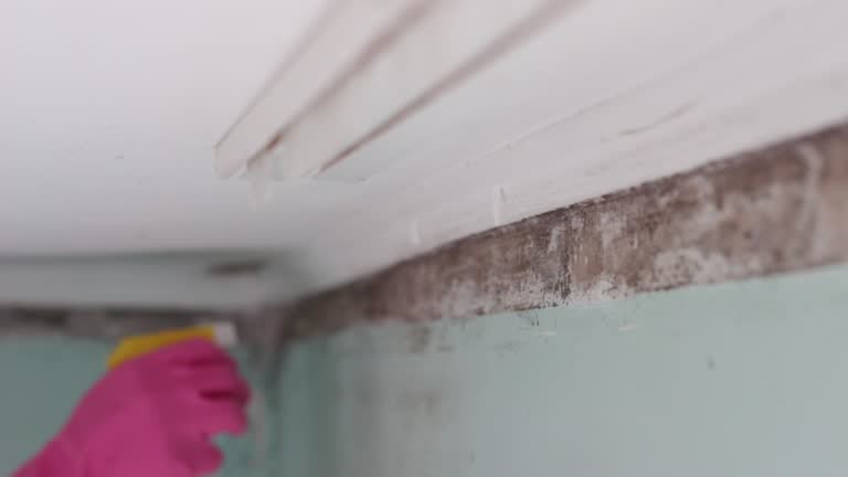 Mold Documentation for Insurance Claims in Charlotte, TX